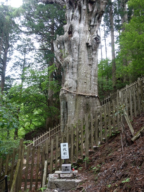 玉置神社の神代杉